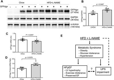 The double-hit protocol induces HFpEF and impairs myocardial ubiquitin-proteasome system performance in FVB/N mice